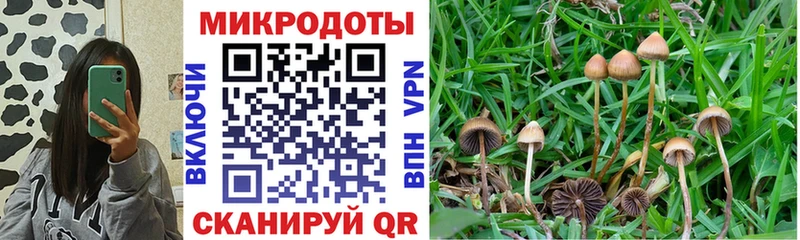 Галлюциногенные грибы Cubensis  где можно купить наркотик  Ядрин 